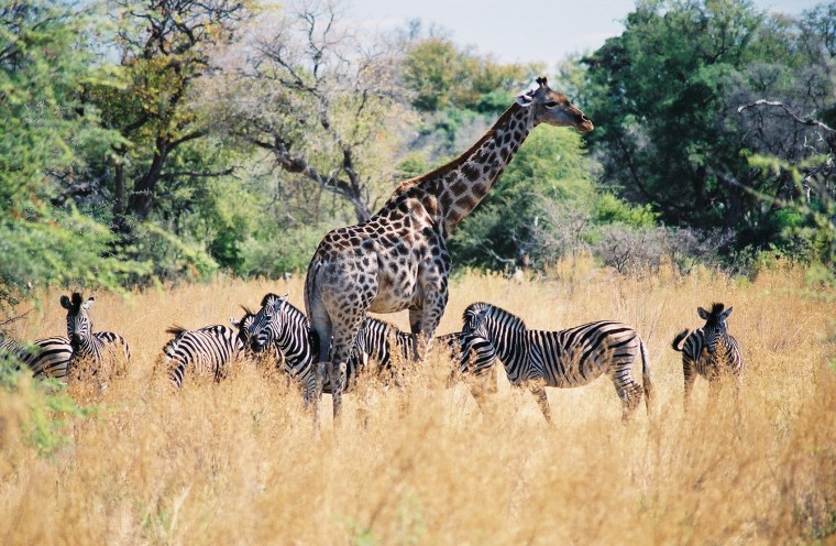 Go wild with South African Airlines' Cascades & Carnivores package, which takes you to South Africa, Zimbabwe and Botswana, starting at $4,799.